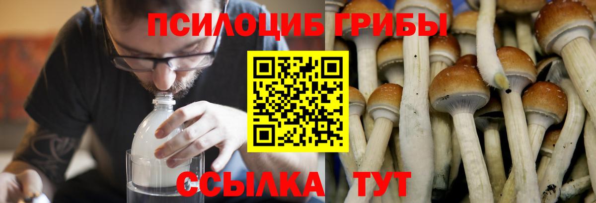 Фролово  Псилоцибиновые грибы мицелий  Вход с VPN 